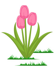 Isolated tulips flowers vector