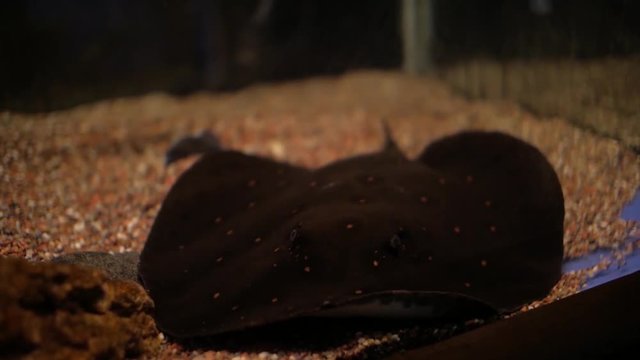 Fish stingray in aquarium