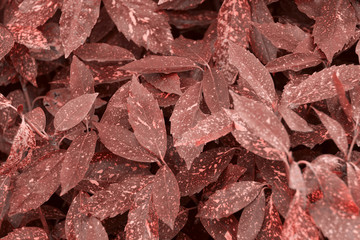 abstract natural background plant leaves texture toned