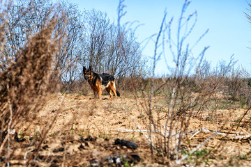 Dog German Shepherd outdoors in a summer