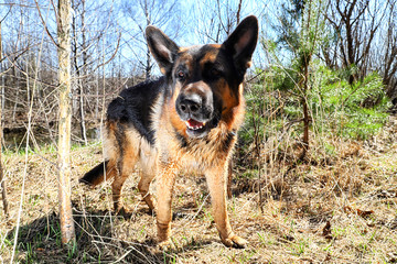 Dog German Shepherd outdoors in a summer