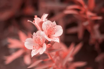 Nahaufnahme von Blumen, die in lebendiger Korallenfarbe getönt sind © dvulikaia
