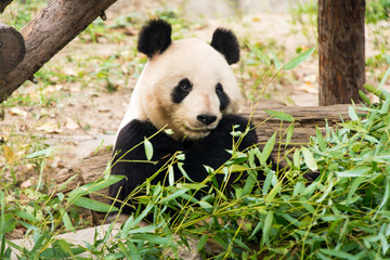 Obraz premium Duża panda, bambusowy miś