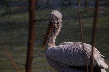 Old and lonely pelican on the lake 