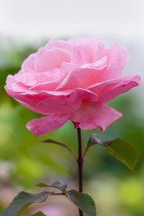Pink rose flower