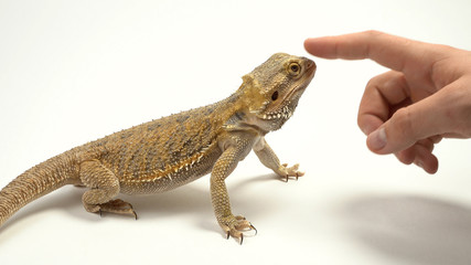 Frill-necked lizard also known as the frilled lizard