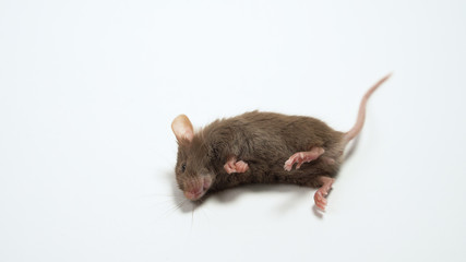 laboratory mouse died after testing medication. Concept - side effects of drugs, dangerous drugs, biological supplements, vitamins. Animal experiments