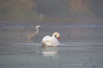 Amazing peaceful swan in her natural environment, Slovakia, Danubian wetland, Europe