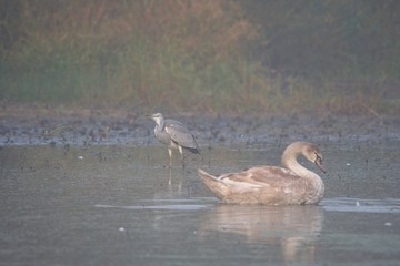 Amazing peaceful swan in her natural environment, Slovakia, Danubian wetland, Europe
