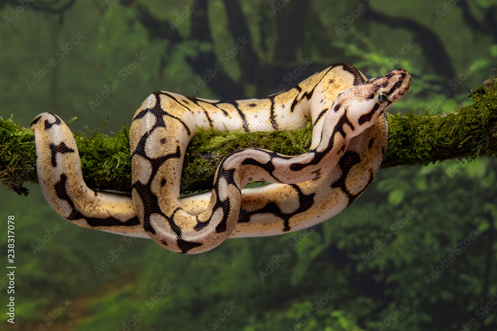 Poster Close up of a bumble bee royal python coiled around a lichen covered branch