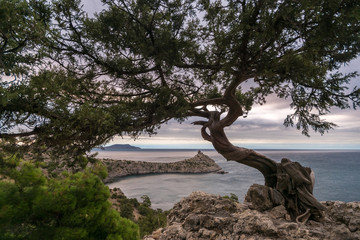 Bonsai over the Royal Beach