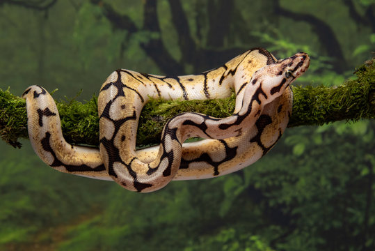 Close up of a bumble bee royal python coiled around a lichen covered branch