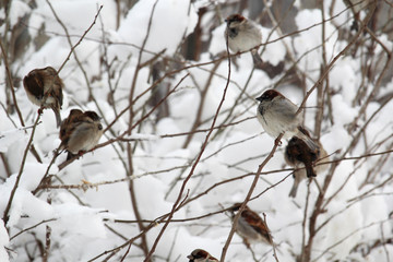 Sparrows in a park during winter season, Moscow
