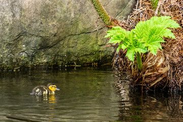 duckling wild duck bird on the water.