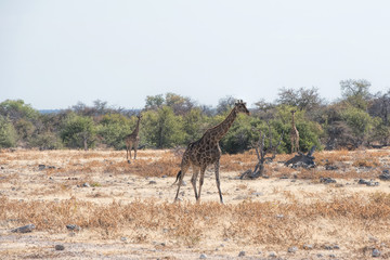 Giraffes in Namibia