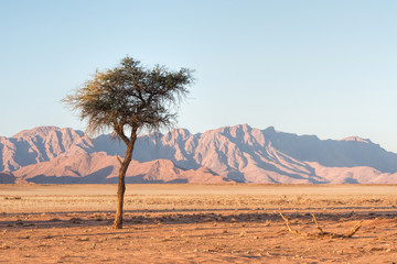 acacias and mountain in the Namib desert