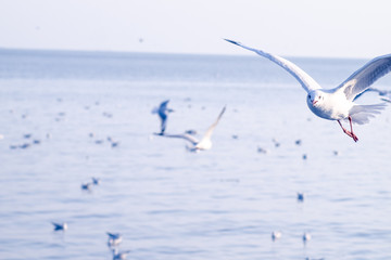 Seagull Flight, Sea Bird Flying Through Blue Sky Blue sea white bright tone nature can retreat your day from everyday life living travel seascape blur blue tone background