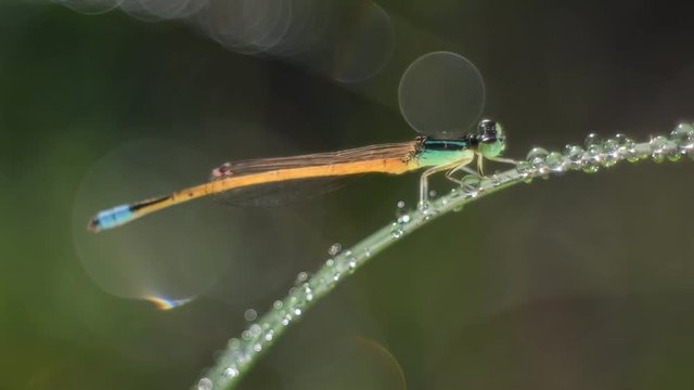 Damselfly with dew droplets in the morning.