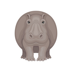 Flat vector design of large gray hippo, front view. African mammal creature. Animal of Safari park