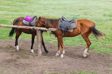 horses stand at a stall