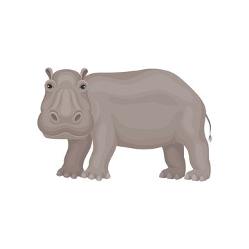 Wild gray hippo standing isolated on white background, side view. African animal. Wildlife theme. Flat vector icon