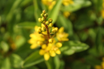 macro of a flower