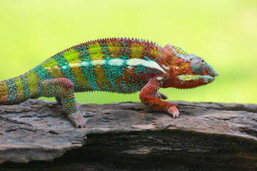 chameleon phanter
