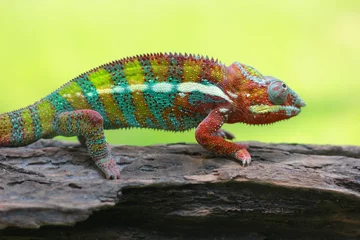 Papier Peint photo autocollant Caméléon chameleon phanter