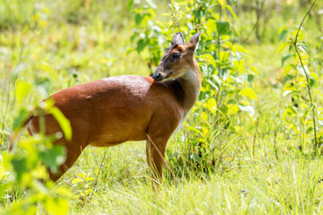 A Deer standing to eat green leaf at KhaoYai in afternoon
