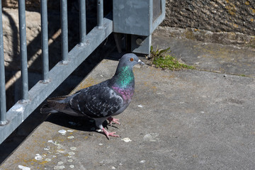 Taube in der Stadt