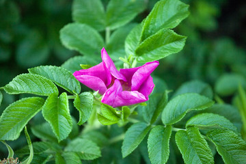 dog-rose flower