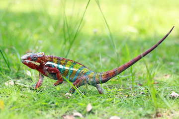 chameleon phanter