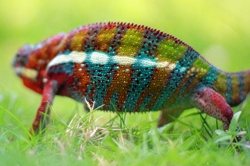 chameleon phanter