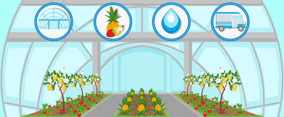 Harvesting in Greenhouse. Vector Flat Illustration