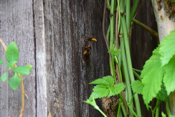 Hornets entering the nest