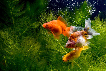Goldfish 