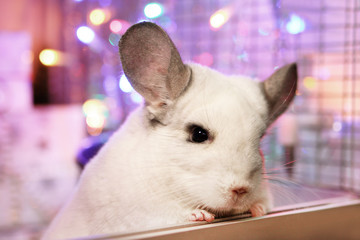 Portrait of cute white chinchilla on a background of Christmas decorations and Christmas lights. Winter season and New Year pet gifts.