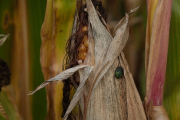 Maispflanze mit Schädling