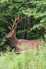 Bull elk – Photographed in Elk State Forest, Elk County, Benezette, Pennsylvania
