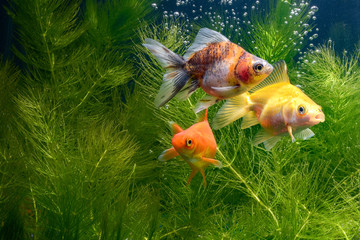 Goldfish 