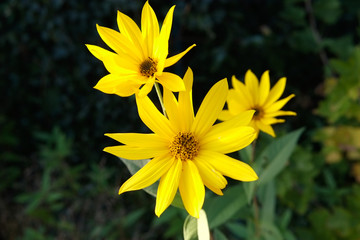 Rudbekia - Gelber Sonnenhut Im Frühling