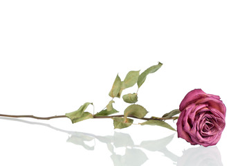 Pink or red rose flower with long stem and green leaves on white background isolated close up,...