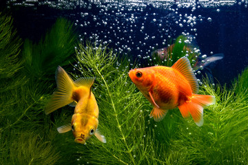 Goldfish 