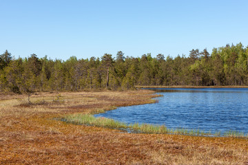 forest lake and swamp