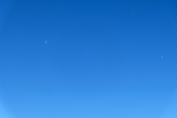 parachutes are in the blue sky.