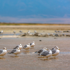 Birds flock in shallow water of Great Salt Lake