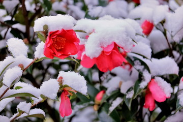 雪と山茶花
