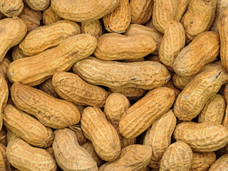 Fototapeta premium Geröstete Erdnüsse, Arachis hypogaea