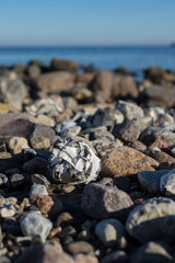 Baltic sea coast nature outdoor day scene