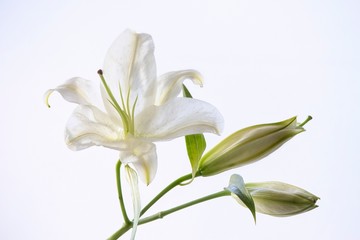 Fototapeta na wymiar Lily isolated on white background